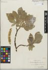 Foto von Salix glandulifera Flod. x Salix lanata L.
